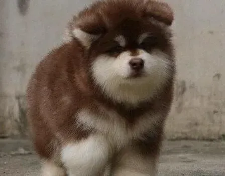 阿拉斯加犬|详细了解阿拉斯加犬的真假妊娠期