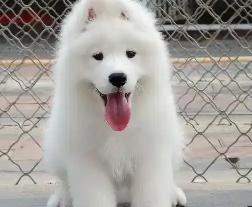 萨摩耶|请医生看看我的萨摩耶得的真是细小么