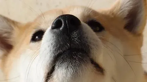 柴犬和土狗的区别 掌握着几点，一眼分辨柴犬 | 柴犬