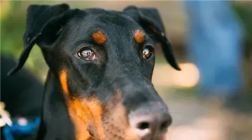 杜宾犬特性 杜宾犬对外界环境变化十分敏感 | 杜宾犬