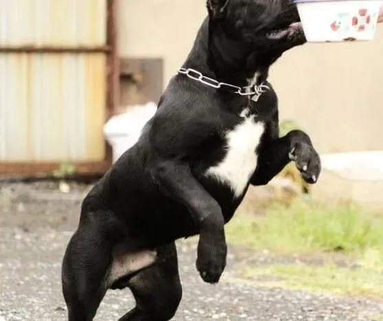 卡斯罗犬|卡斯罗犬不定点上厕所如何是好