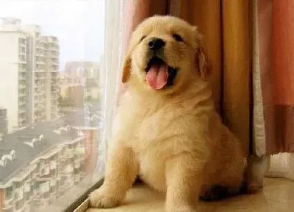 金毛|饲养金毛犬就要了解它的情绪是如何发生变化的