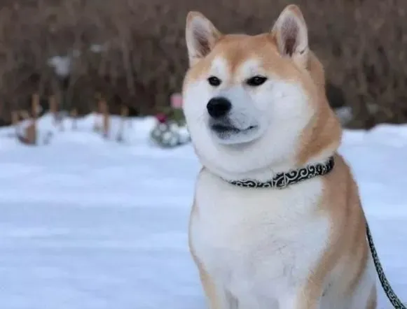 柴犬脚掌是什么颜色 如何饲养柴犬 | 柴犬