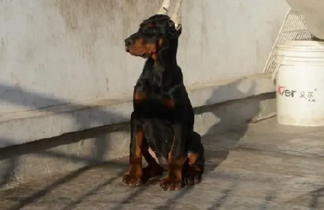 杜宾犬|杜宾犬的训练与饲养有哪些值得推敲的方法