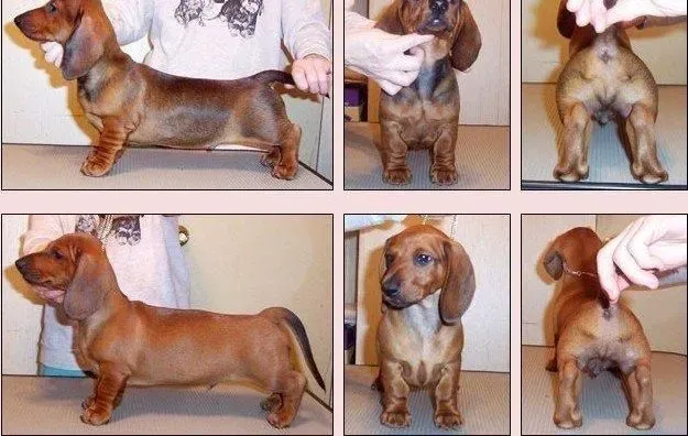 腊肠犬|如何克服腊肠犬心理上的恐惧感