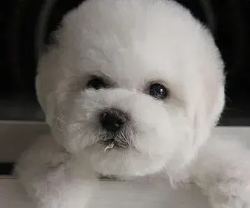比熊犬|比熊犬消化不好应该喂养什么食物呢