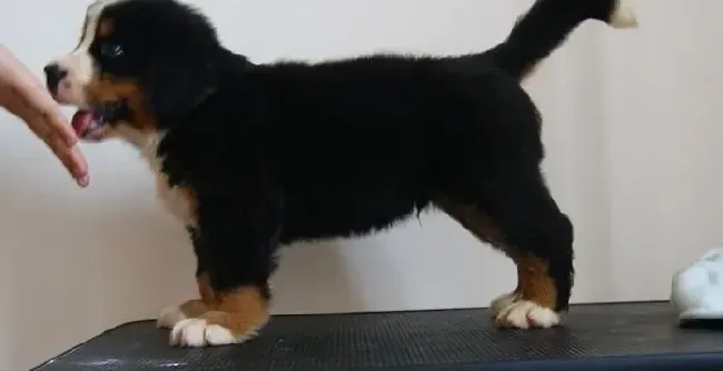 伯恩山犬|伯恩山犬刚交配完应怎么喂养它