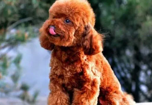 泰迪犬|泰迪犬预产期都过了还不生产该怎么办
