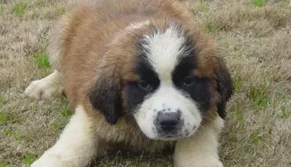 圣伯纳犬|圣伯纳犬遭遇车祸七个急救步骤