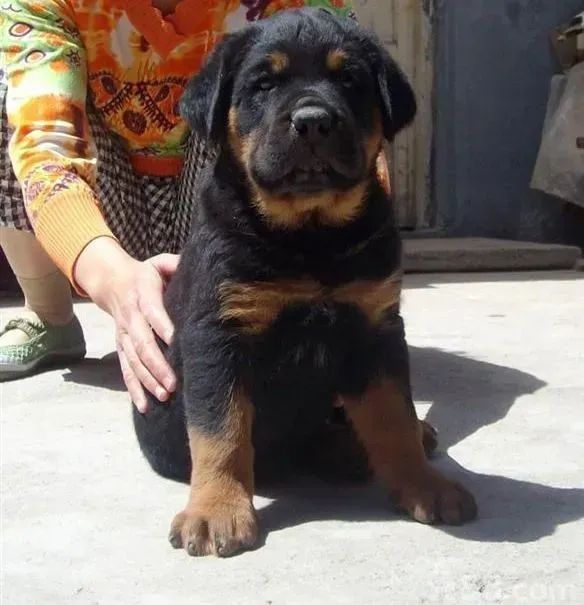 罗威纳犬|罗威纳犬修剪指甲期间出现受伤情况如何处理