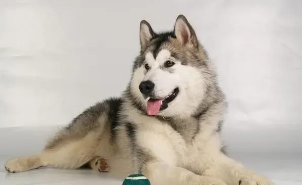 阿拉斯加雪橇犬如何养 选择适口性好的饲料 | 阿拉斯加雪橇犬