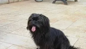 拉萨犬名字的来历 拉萨犬的历史传说 | 拉萨犬