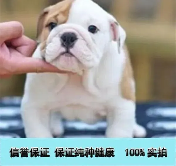 英国斗牛犬|斗牛犬患上犬瘟呼吸急促发烧如何医治
