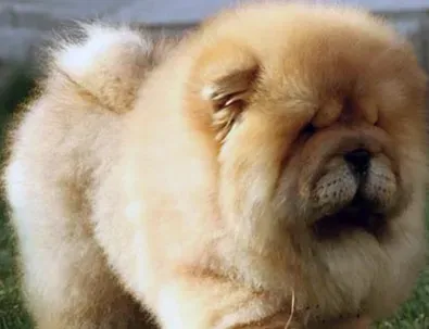 松狮犬有迷你种吗 松狮犬标准身高为45到51厘米 | 松狮犬
