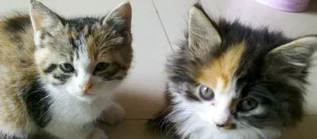 小猫几个月可做绝育 在它发情过一次后 | 猫