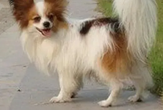 蝴蝶犬|狗狗医疗实用百科 蝴蝶犬患上虱病的症状及治疗方法