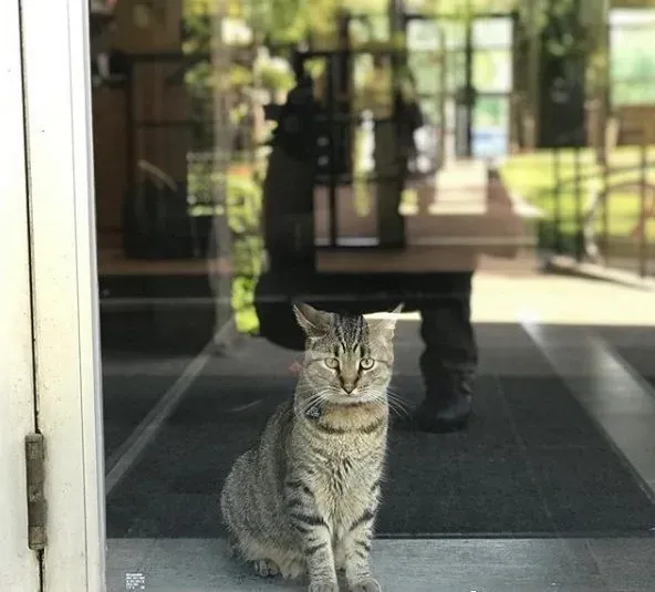 图书馆的虎斑猫露西 强项卖萌也能认真工作