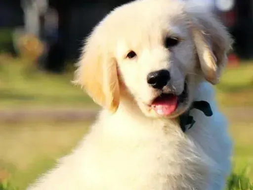 金毛|耐威克狗粮怎么样 金毛犬适合吃吗