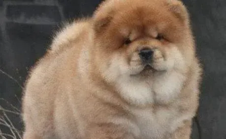 松狮犬|9个月的松狮犬来月经了怎么处理