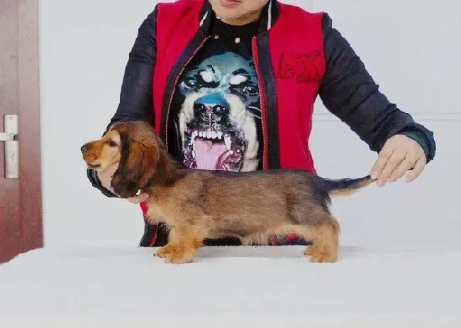 腊肠犬|腊肠犬误食巧克力饼干会不会出事