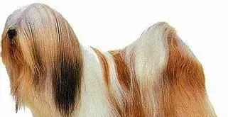 拉萨犬一般怎么大小便 及时带它到卫生间 | 拉萨犬