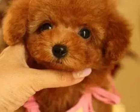 泰迪犬|泰迪犬口吐黄水是什么问题