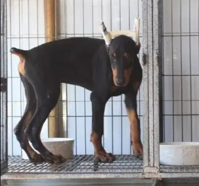 杜宾犬|怎样训练杜宾犬的站立才算成功
