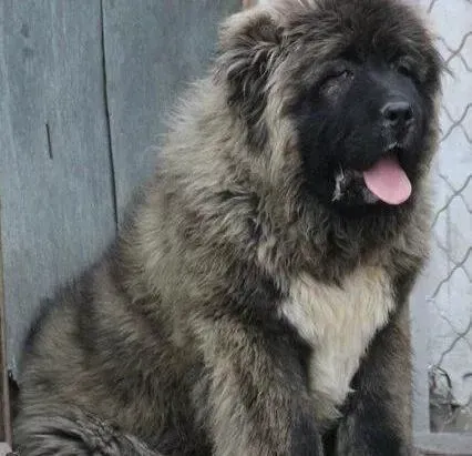 高加索犬|饲养高加索犬应该做好哪些最基本的准备