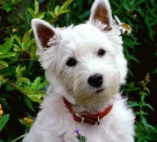 辨识西高地白梗 西高地白梗掉毛吗 | 西高地白梗