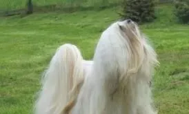 拉萨犬名字的来历 拉萨犬的历史传说 | 拉萨犬
