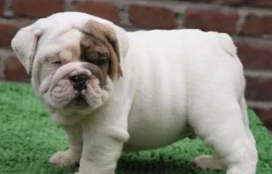 英国斗牛犬|给斗牛犬洗澡的一些意见