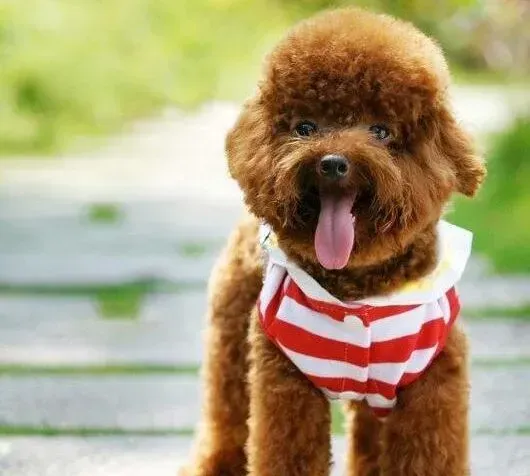 贵宾犬|贵宾犬吃什么牌子的狗粮好，哪种狗粮性价比高