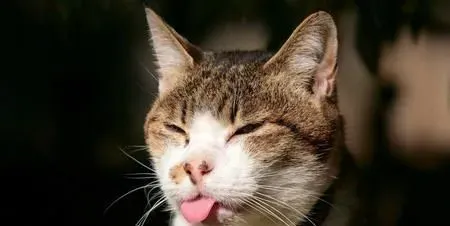 猫咪喜欢什么 猫咪喜欢抓挠家中的家具 | 猫