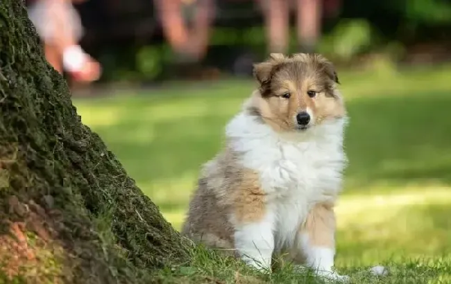 苏格兰牧羊犬|苏格兰牧羊犬最近咳嗽，拉肚子应如何医治