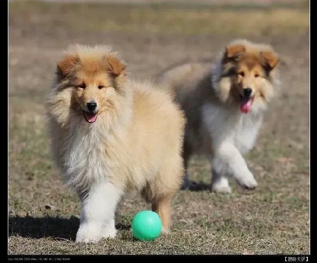 苏格兰牧羊犬|训练苏格兰牧羊犬等待、走过来以及趴下