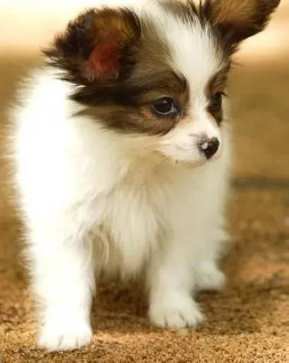 蝴蝶犬|清洁小妙招 如何给蝴蝶犬正确的洗脸