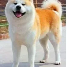 秋田犬|怎样给秋田犬选择冠能狗粮呢