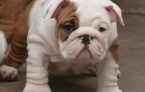 英国斗牛犬|怎样解决好斗牛犬的挑食行为