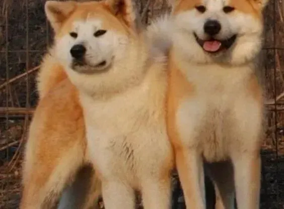 秋田犬|秋田犬拉稀挺长时间了，如何缓解这个情况