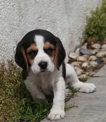 比格犬|夏季必知 高温天气照顾比格犬应注意哪些事项