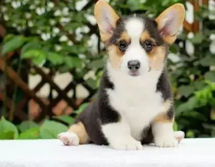柯基犬|柯基犬的狗咬胶的正确使用方法是什么
