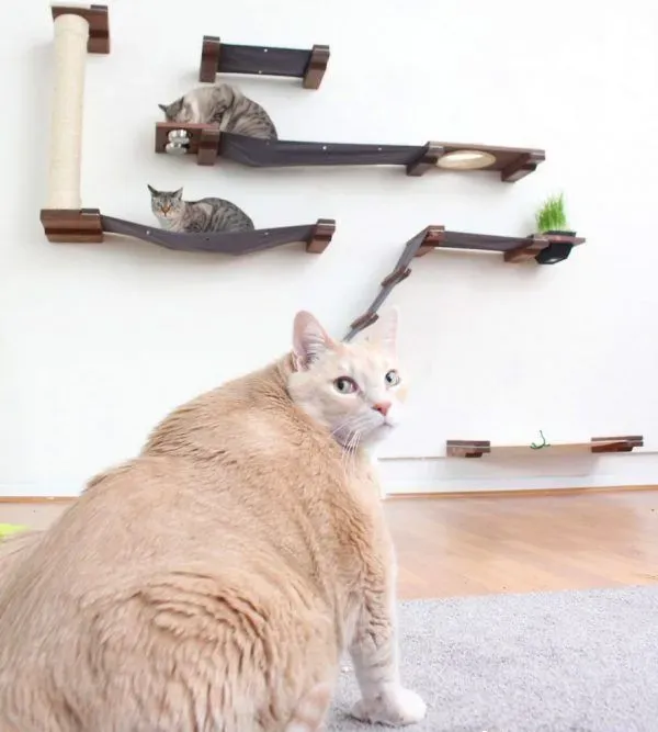 爱猫情侣想收养第三只猫 意外被一只橘喵吉拉吸引