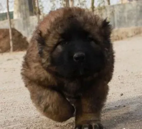 高加索犬|在自家小区遛高加索犬要注意的四件事情