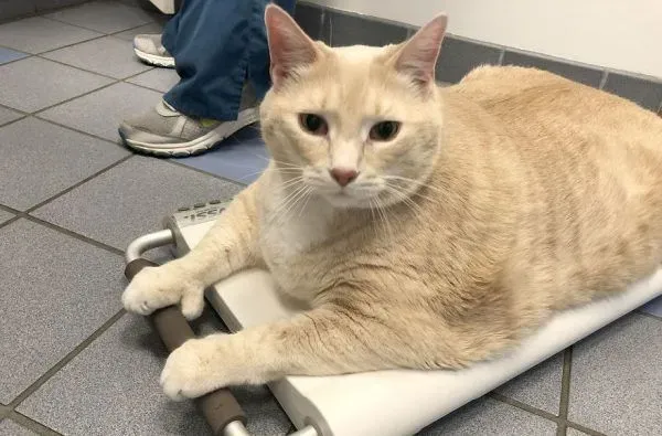 爱猫情侣想收养第三只猫 意外被一只橘喵吉拉吸引 | 猫