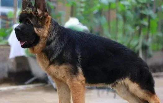 德国牧羊犬|德国牧羊犬不吃饭还便血是为什么