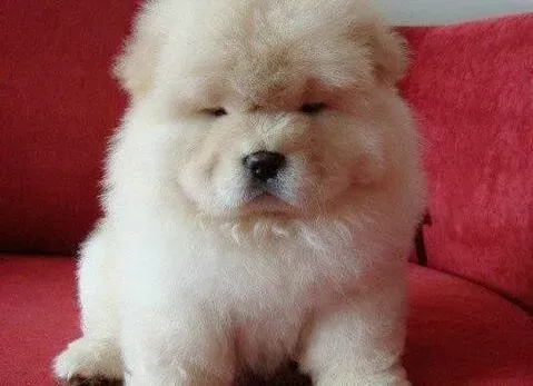 松狮犬|松狮犬快生产了，出现不吃狗粮腹泻的情况该怎么办