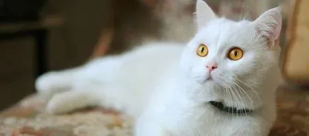 小猫怀孕了怎么办 解析怀孕中的猫猫护理 | 猫