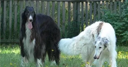 苏俄猎狼犬家养 家养苏俄猎狼犬喂食注意要点 | 苏俄猎狼犬