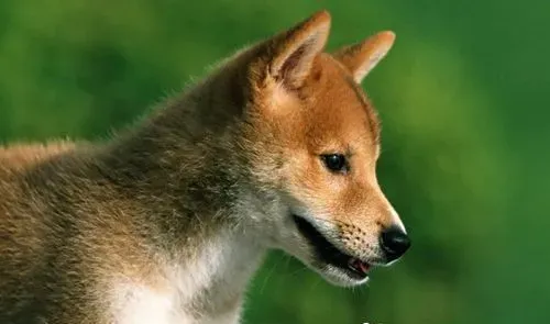 柴犬有尾巴吗 柴犬如何饲养 | 柴犬