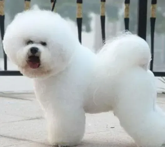 比熊犬|比熊犬吐了，吃药后拉稀了有什么方法可以治愈它